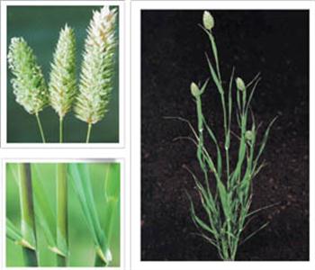 خونی واش ( بذرک )